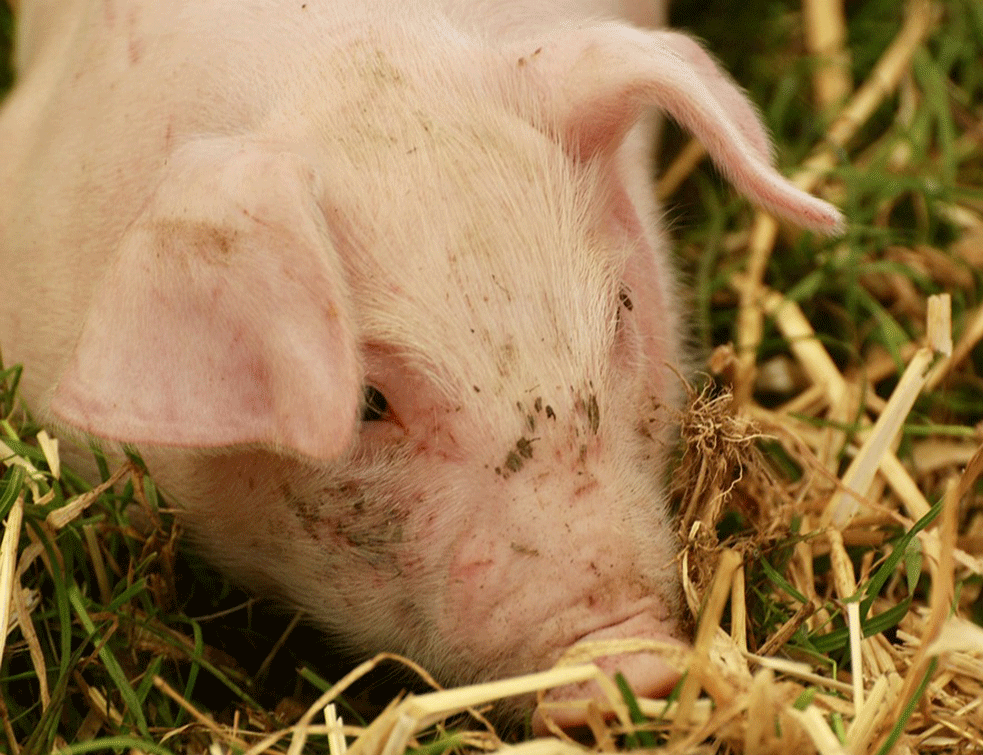 NAGLI PAD: Nemačke farme imaju sve manje svinja, opada i potražnja